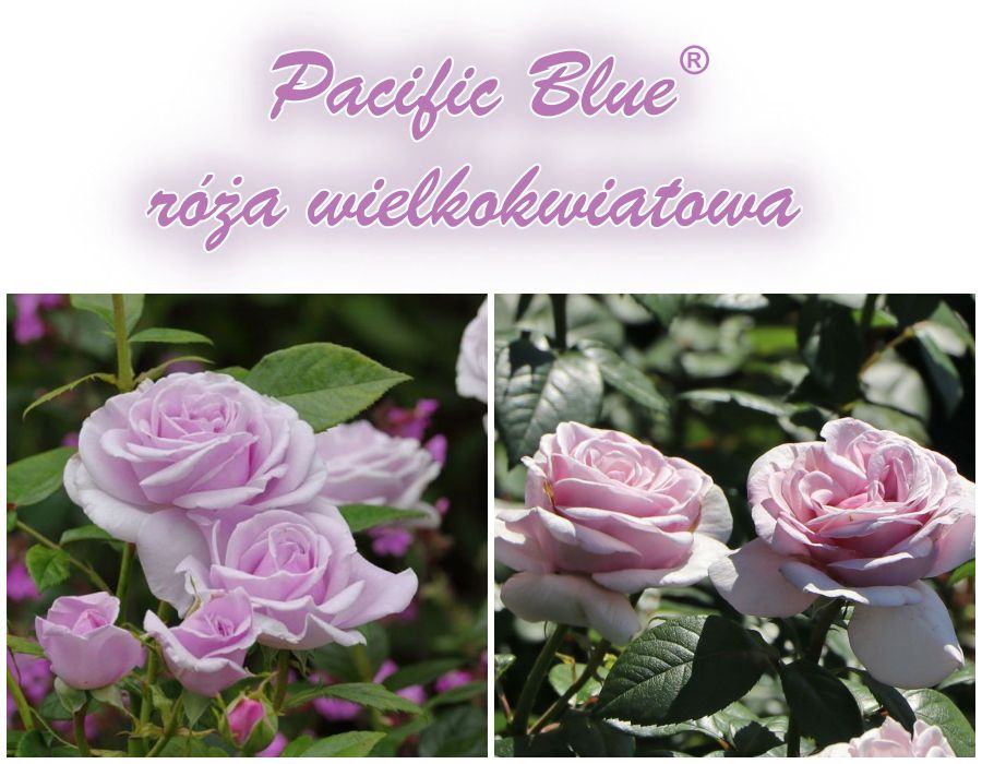 Pacific Blue róże wielkokwiatowe kol